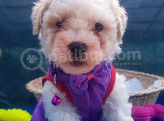 Orji̇nal Malti̇poo Yavrularücretsi̇z Deği̇ldi̇r görsel