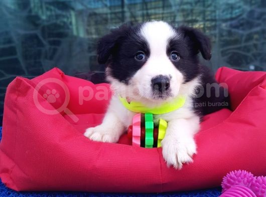 Orji̇nal Border Collie Yavrularücretsi̇z Deği̇ldi̇r görsel