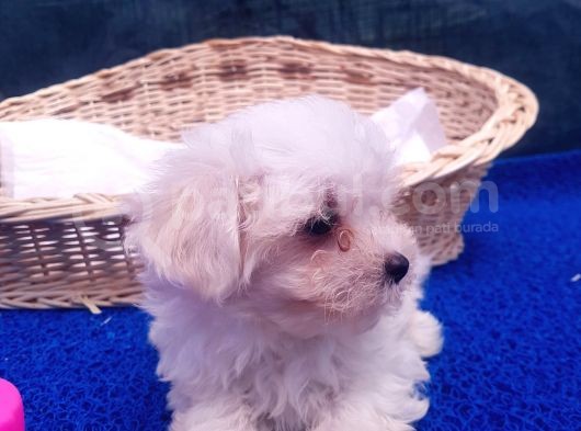 Orji̇nal Maltese Yavrular görsel