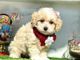 Maltipoo Dizayn Irk Yavrular