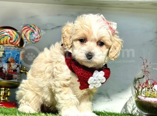 Maltipoo Dizayn Irk Yavrular görsel