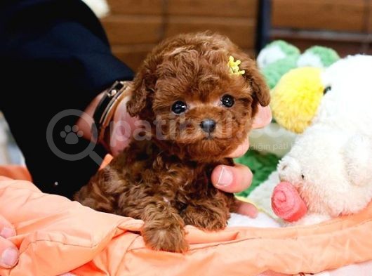 Bi̇blo Gi̇bi̇ Kore Kani Toy Poodle Yavrular