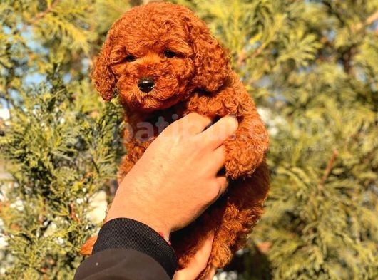 A Kalite Red Brown Toy Poodle Yavrumuz görsel