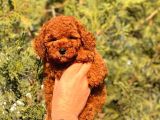 A Kalite Red Brown Toy Poodle Yavrumuz