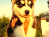 Safkan Husky  Yavruları Burkemden
