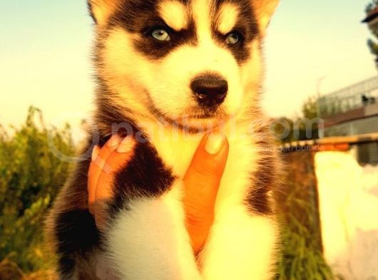 Safkan Husky  Yavruları Burkemden görsel