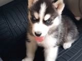 safkan husky  yavruları burkemden