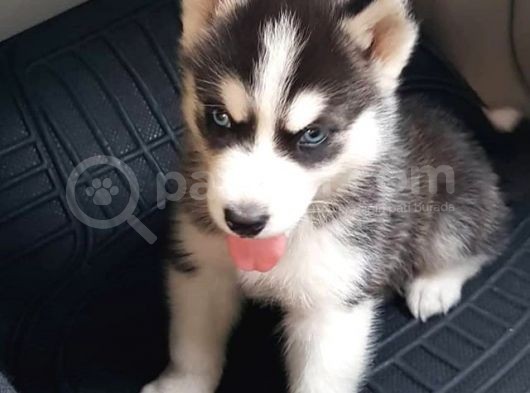 safkan husky  yavruları burkemden