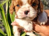 Cavalier King Charles Yavrular