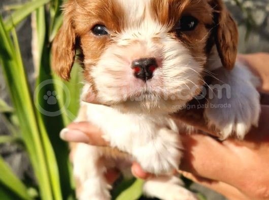 Cavalier King Charles Yavrular görsel