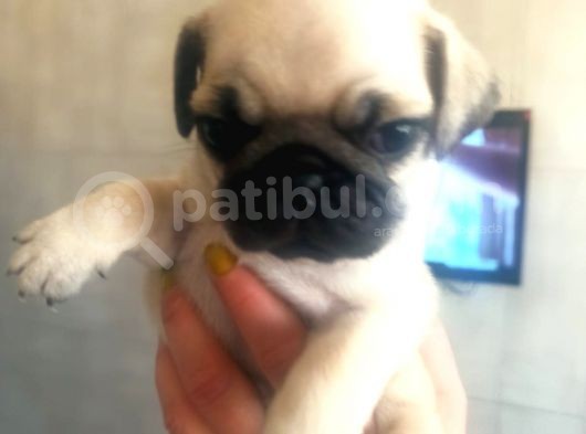 Irk Ve Sağlık Garantili Pug Yavrularım görsel