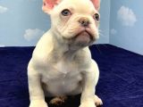 MUHTEŞEM KALİTE PLATİN FRENCH BULLDOG