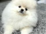 Pamuk Pomeranian Boo Yavrusu