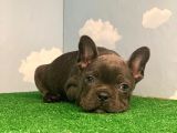 Safkan Blue French Bulldog Erkek