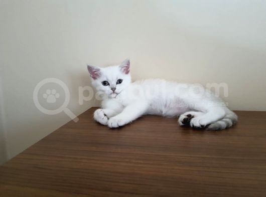 A Kalite British Shorthair