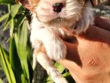 Cavalier King Charles Yavrular