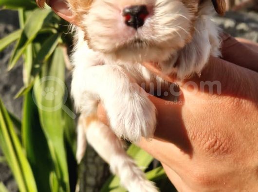Cavalier King Charles Yavrular görsel