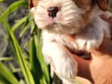 Cavalier King Charles Yavrular