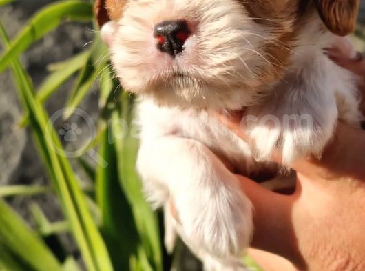 Cavalier King Charles Yavrular görsel
