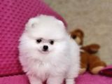 Pamuk Pomeranian Boo Yavrusu