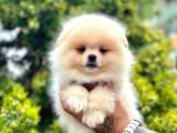 AYICIK SURATLI POMERANİAN BOO YAVRULAR