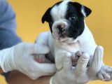 Orijinal French Bulldog Yavrular