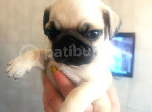 Irk Ve Sağlık Garantili Pug Yavrularım