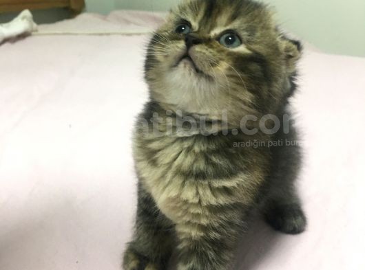 Fındığımın Fındığı görsel