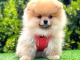 Ayicik Suratli Pomerani̇an Boo Yavrular