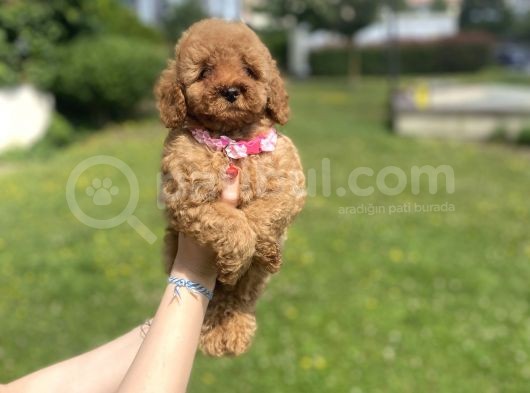 Di̇şi̇ Bebek Suratli Poodle Yavrumuz görsel