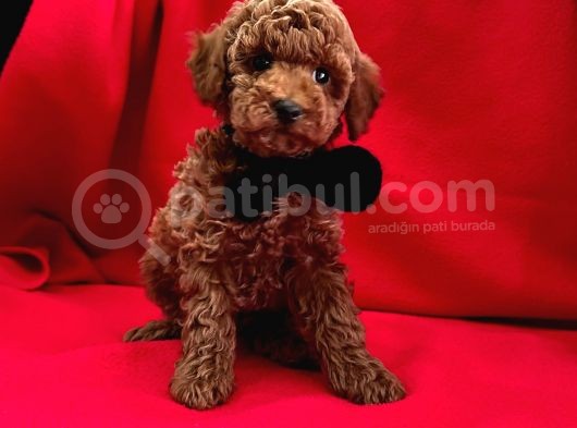 Kalitenin Adresi  Poodle görsel