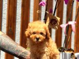 Orjinal toy poodle yavrumuz