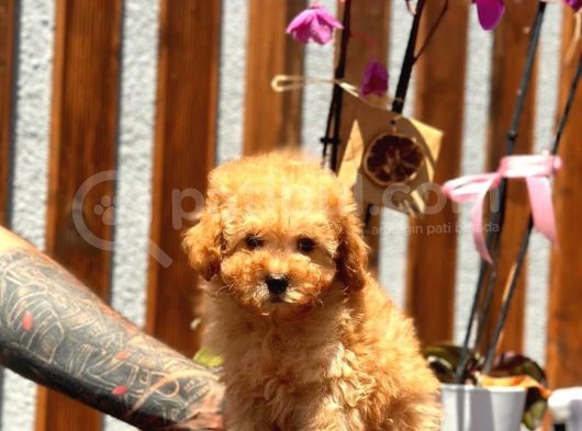 Orjinal Toy Poodle Yavrumuz