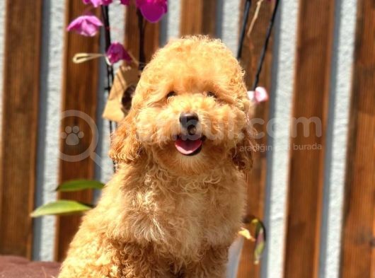Minyatür Orjinal Poodle Yavrumuz görsel
