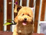 Minyatür Orjinal Poodle Yavrumuz