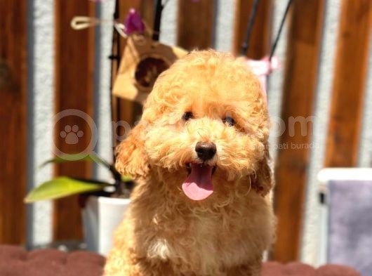 Minyatür Orjinal Poodle Yavrumuz görsel