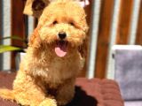 Minyatür orjinal poodle yavrumuz