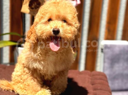 Minyatür Orjinal Poodle Yavrumuz