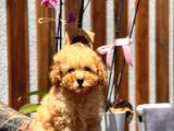 Orjinal Toy Poodle Yavrumuz