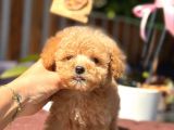 Teacup Erkek Toy Poodle Yavrumuz