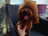 Yetişkin Dişi Kore Toy Poodle