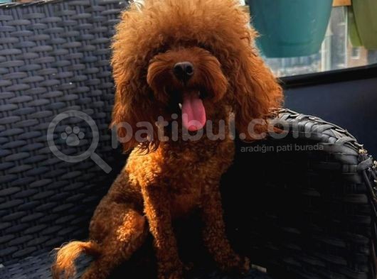 Yetişkin Dişi Kore Toy Poodle görsel