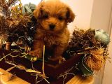 Üst Kalite F1 Maltipoo Bebeklerim