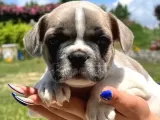 Minik Patiler