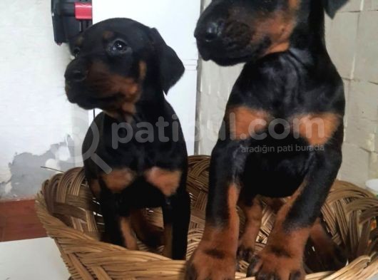 Irkinin En İyi̇si̇ Doberman Yavrular görsel