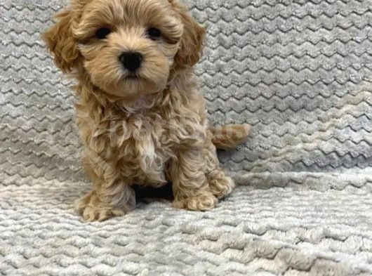 Üst Kalite Maltipoo Yavruları
