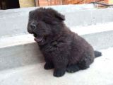 Renk Renk Chow Chow Yavrusu
