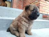 Renk Renk Chow Chow Yavrusu