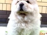 Aslan Gibi Chow Chow Yavrusu