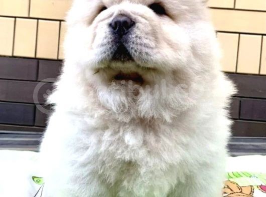 Aslan Gibi Chow Chow Yavrusu görsel